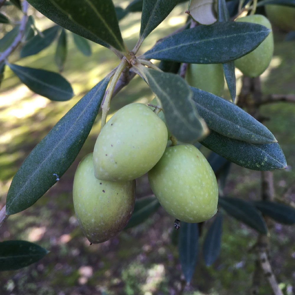 Qualité-Récolte 2019-Picual-Huiles d'Olive Arsélia-Produit-1