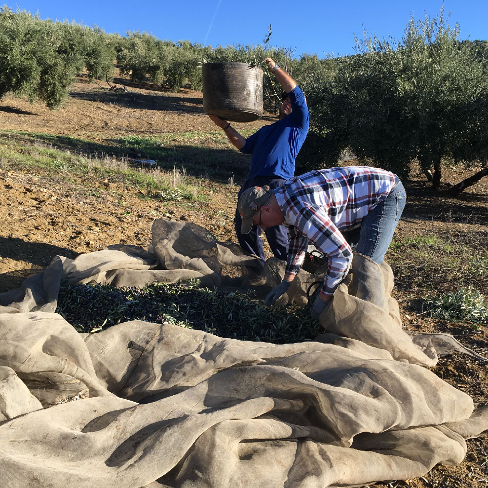 Qualité-Récolte 2019-Picual-Huiles d'Olive Arsélia-Produit-3